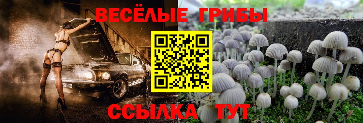 Галлюциногенные грибы Psilocybine cubensis  Нижнеудинск 
